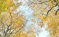 Beeches with autumn leafes